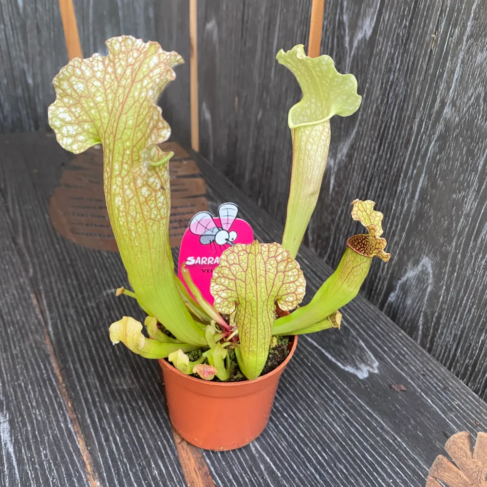 Sarracenia Velvet - Planta Ulcior