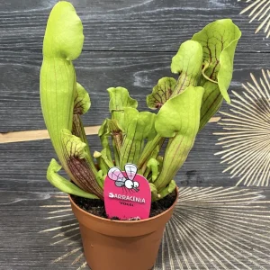 Sarracenia Vogel XL - Planta Ulcior