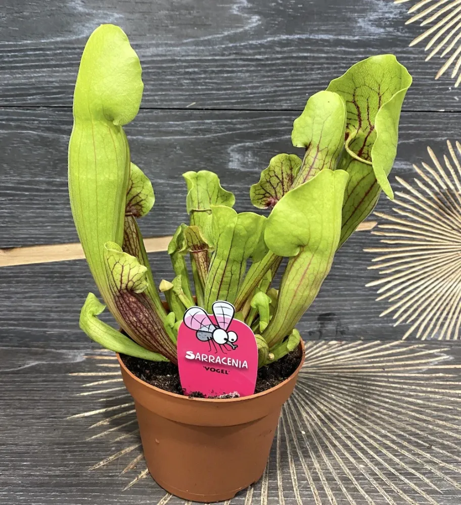 Sarracenia Vogel XL - Planta Ulcior