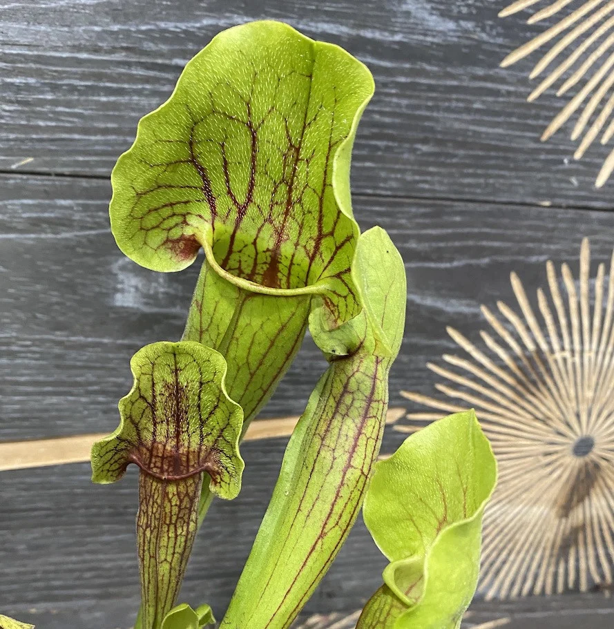 Sarracenia Vogel XL - Planta Ulcior