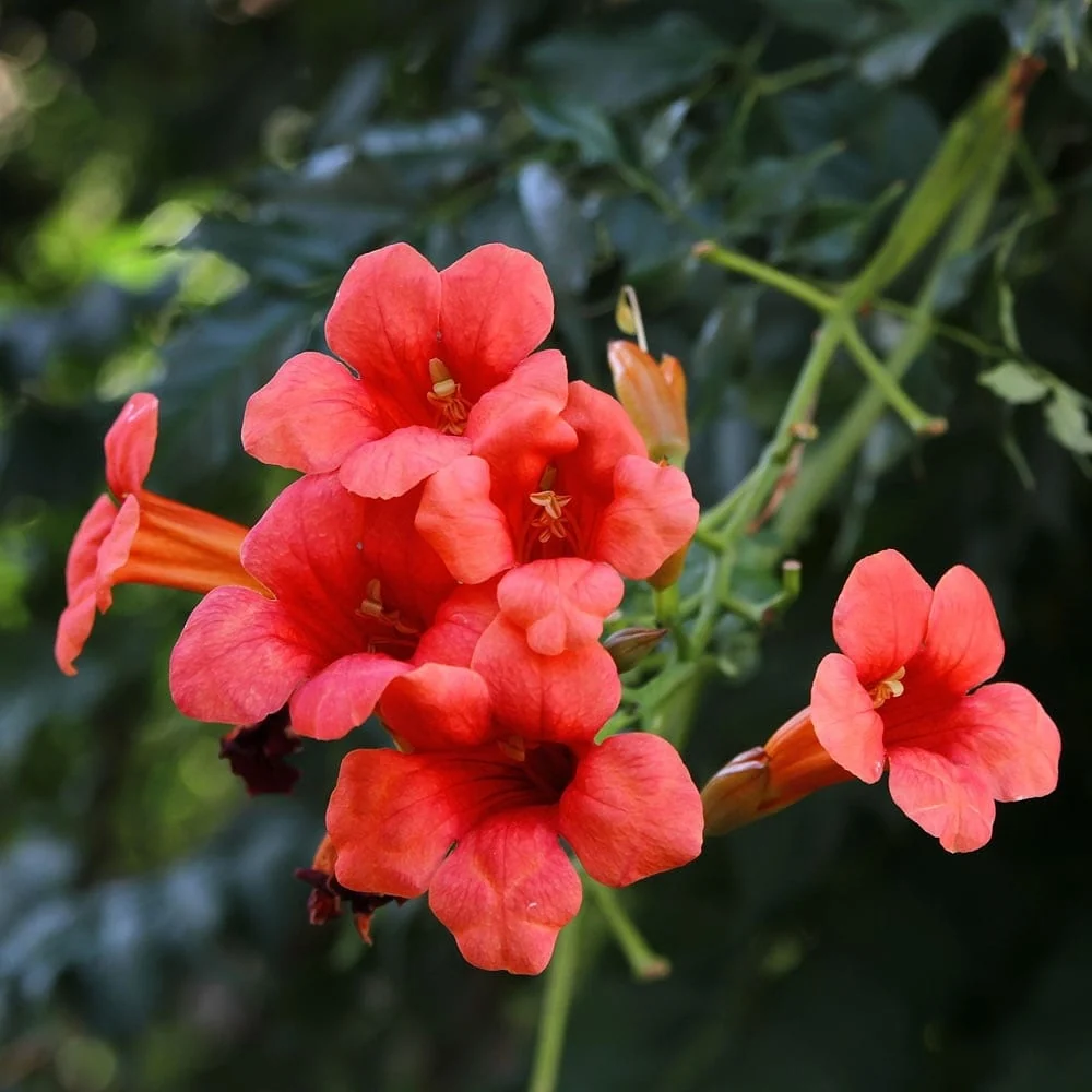 Campsis radicans 'Flamenco' - Luleaua turcului orange