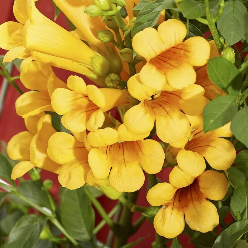 Campsis radicans 'Flava' - Luleaua turcului galbena