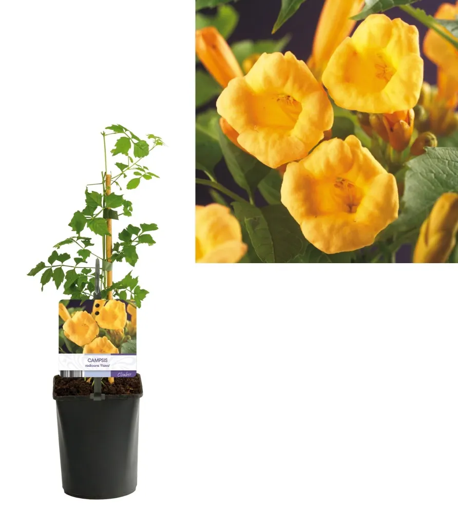 Campsis radicans 'Flava' - Luleaua turcului galbena