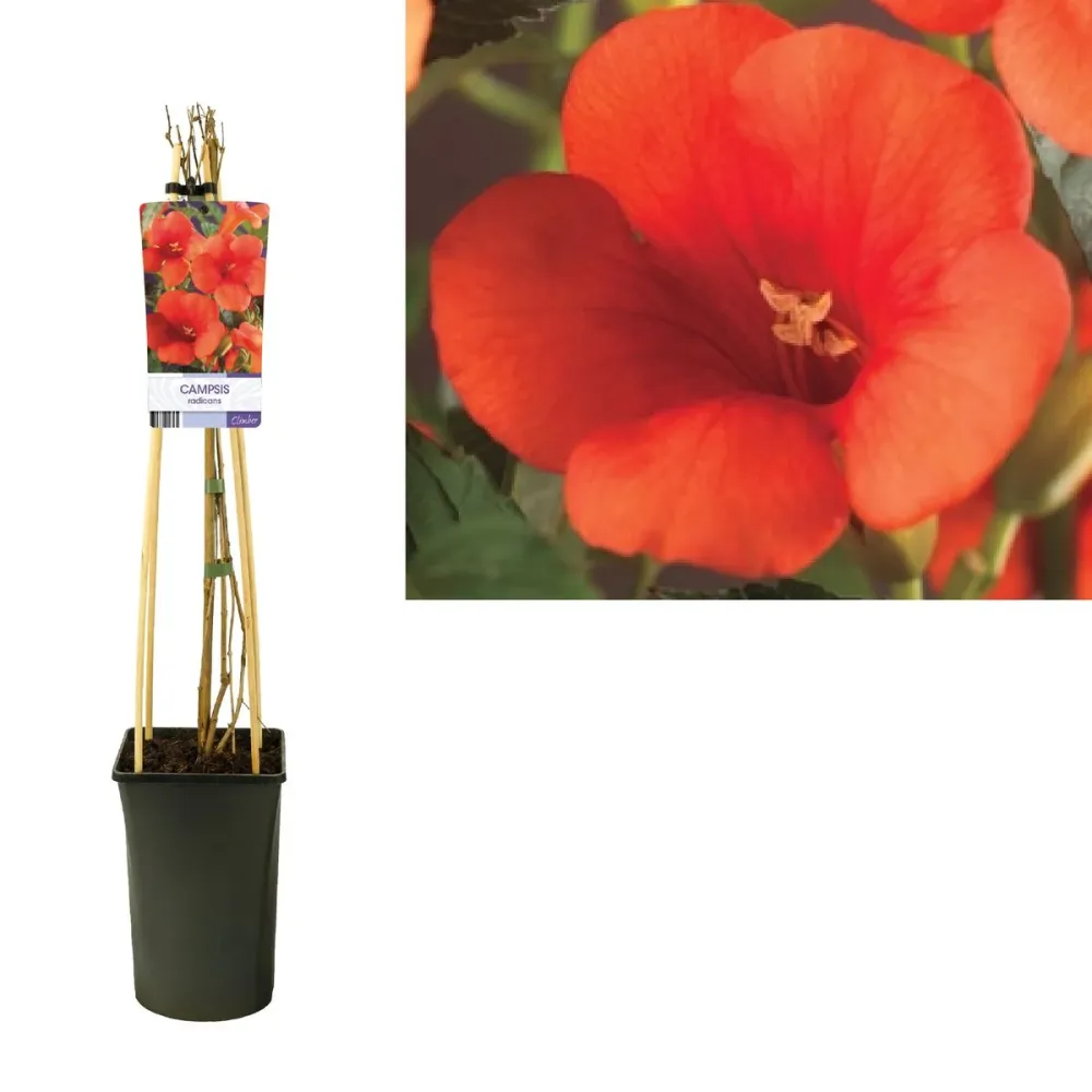 Campsis radicans (orange-red) - Luleaua turcului