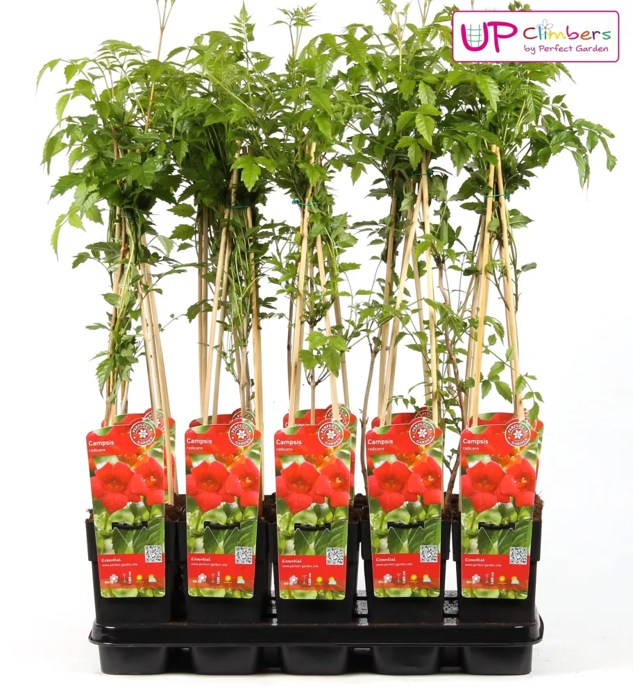 Campsis radicans (orange-red) - Luleaua turcului