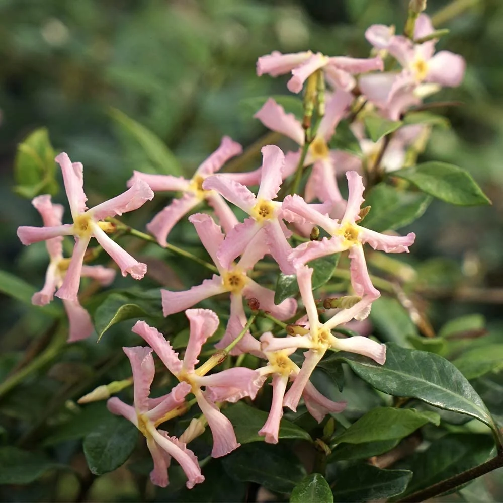 Trachelospermum jasminoides 'Pink Showers' - flori roz parfumate