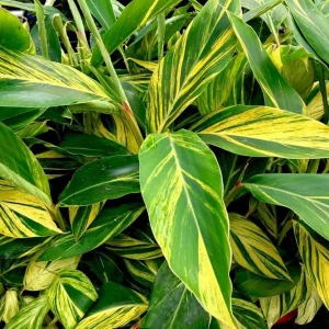 Alpinia zerumbet variegata - flori parfumate