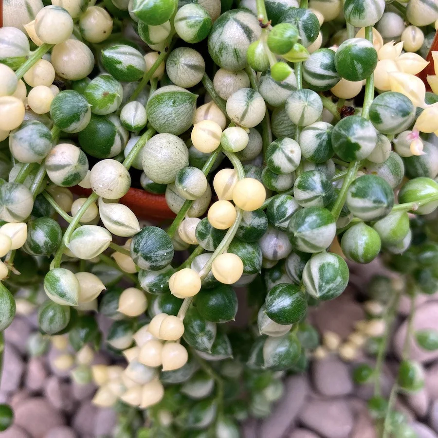 Senecio rowleyanus 'Variegata'