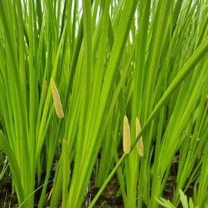 Acorus Calamus
