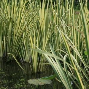 Acorus calmus Variegatus