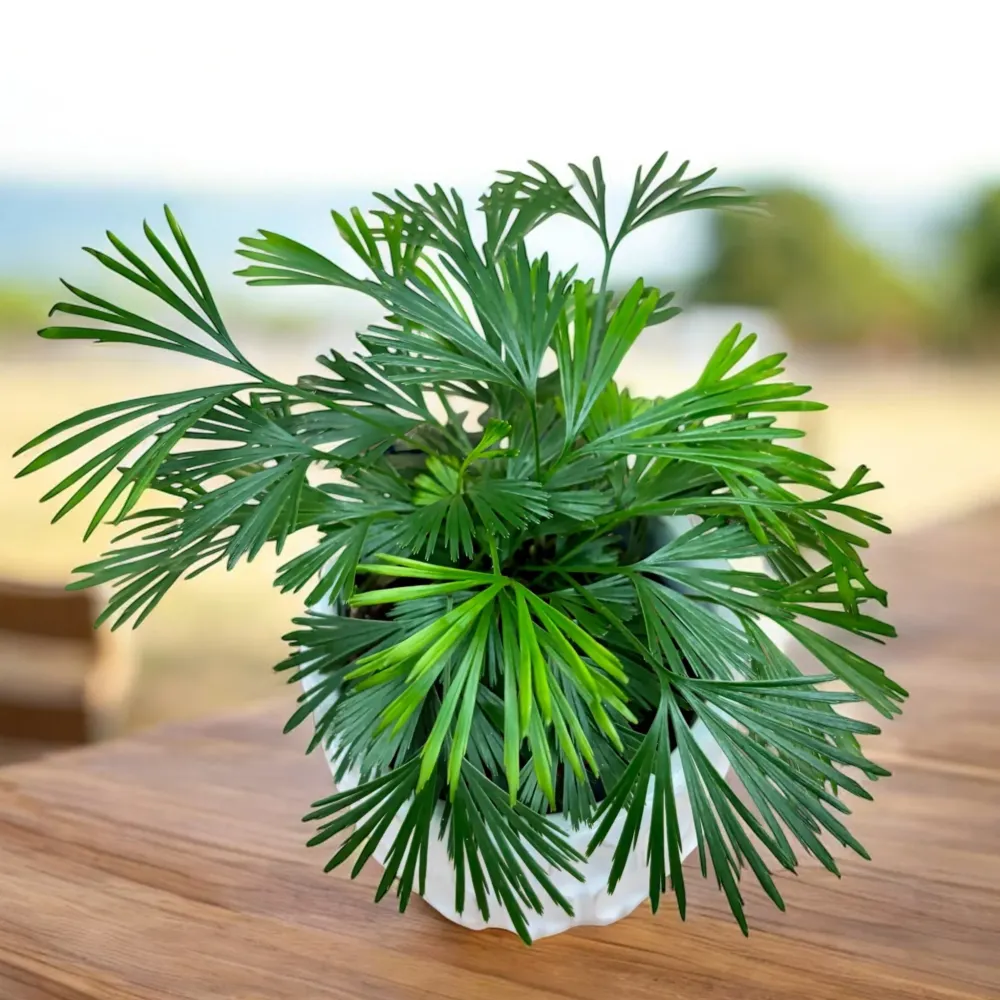 Actiniopteris Australis - feriga miniaturala cu frunze evantai (babyplant)