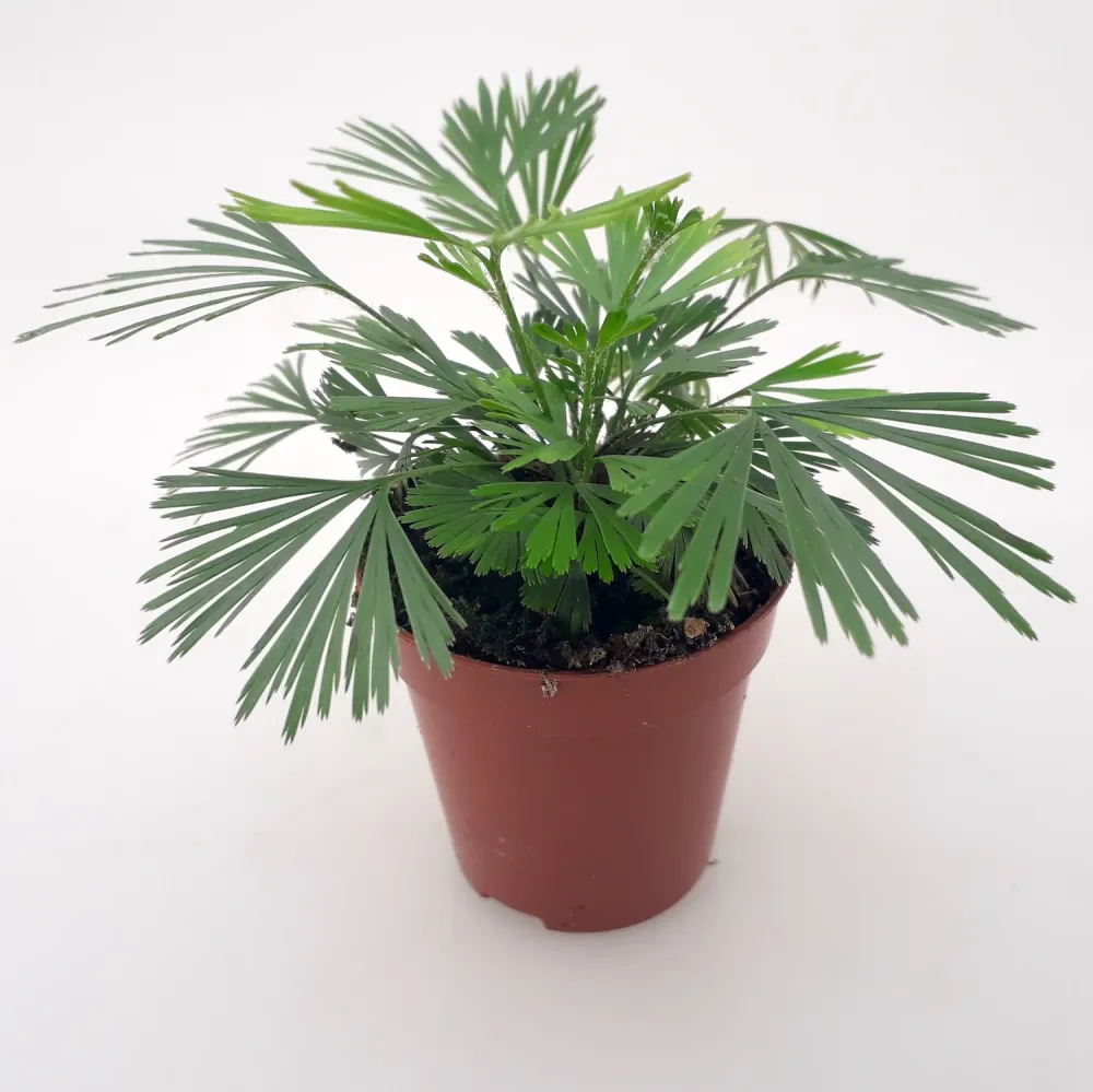 Actiniopteris Australis - feriga miniaturala cu frunze evantai (babyplant)