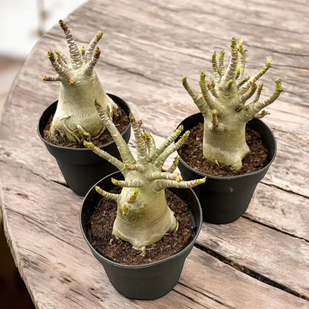 Adenium arabicum 'Baobab' D12