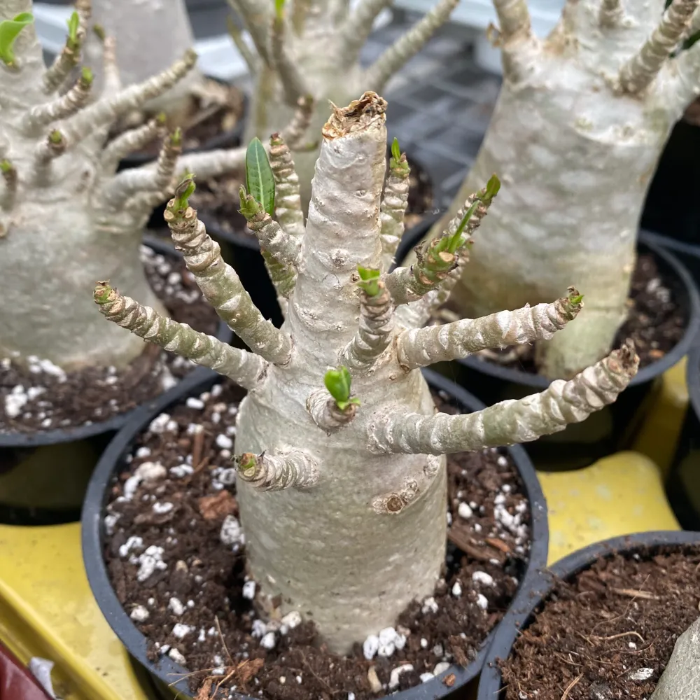 Adenium arabicum 'Baobab' D12