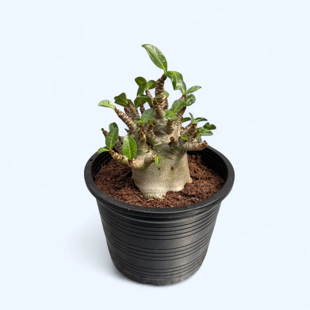 Adenium arabicum 'Baobab' D15