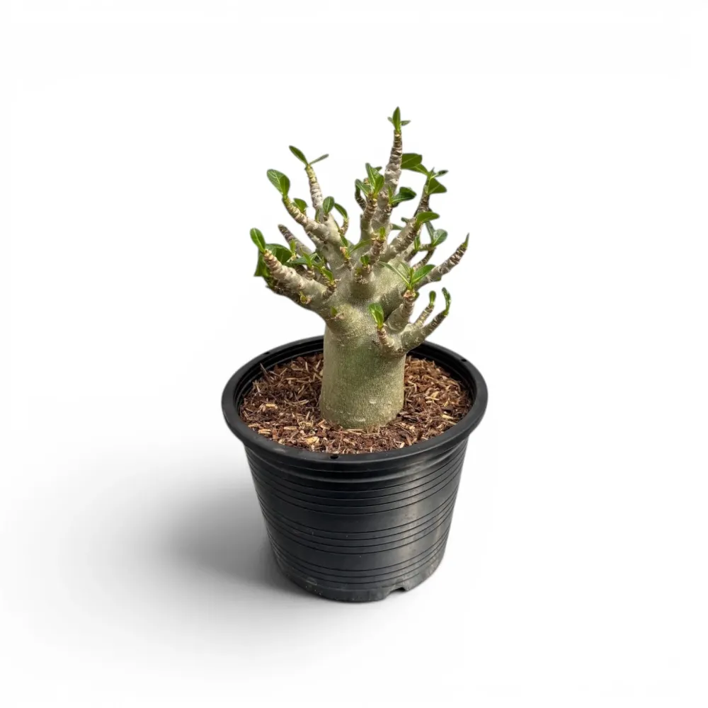 Adenium arabicum 'Baobab' D15