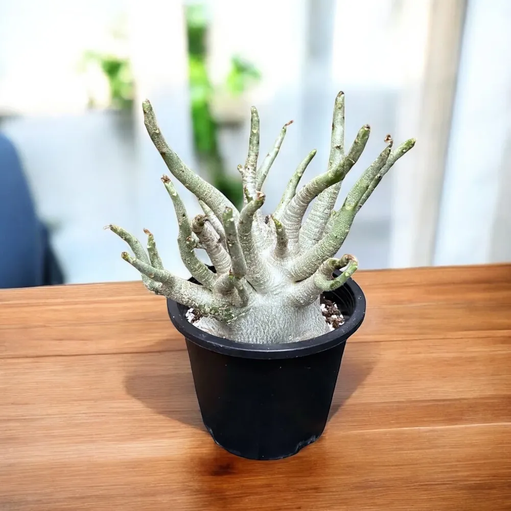 Adenium arabicum 'Baobab' D15