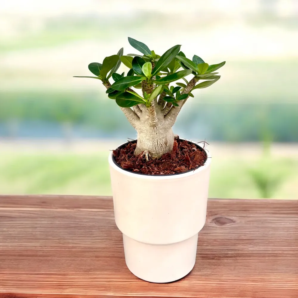 Adenium arabicum - trandafirul desertului cu caudex impresionant si flori exotice