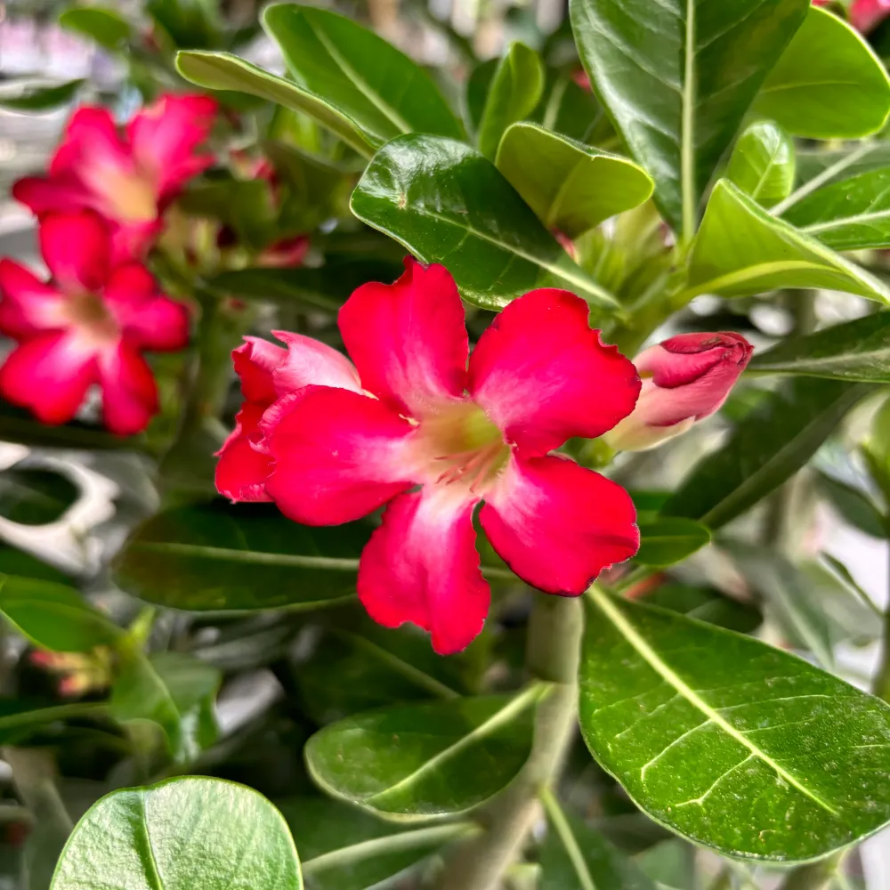 Adenium obesum ‘Anouk’ – Trandafirul desertului cu flori spectaculoase
