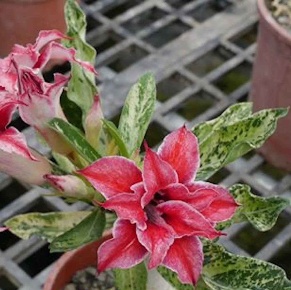 Adenium Obesum 'Butterfly' (frunze variegate)