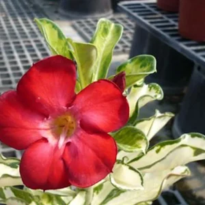 Adenium Obesum cu frunze variegate