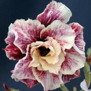 Adenium obesum 'Golden Years'