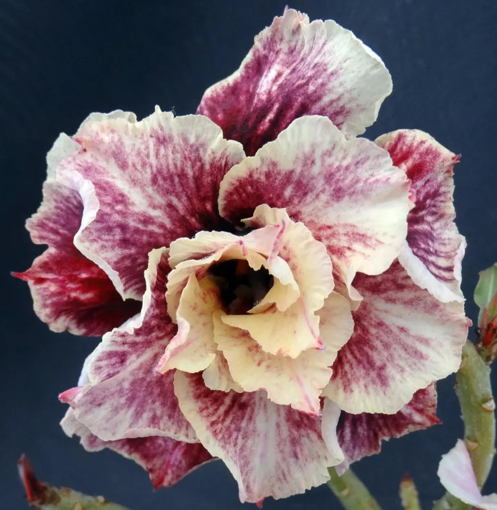 Adenium obesum 'Golden Years'