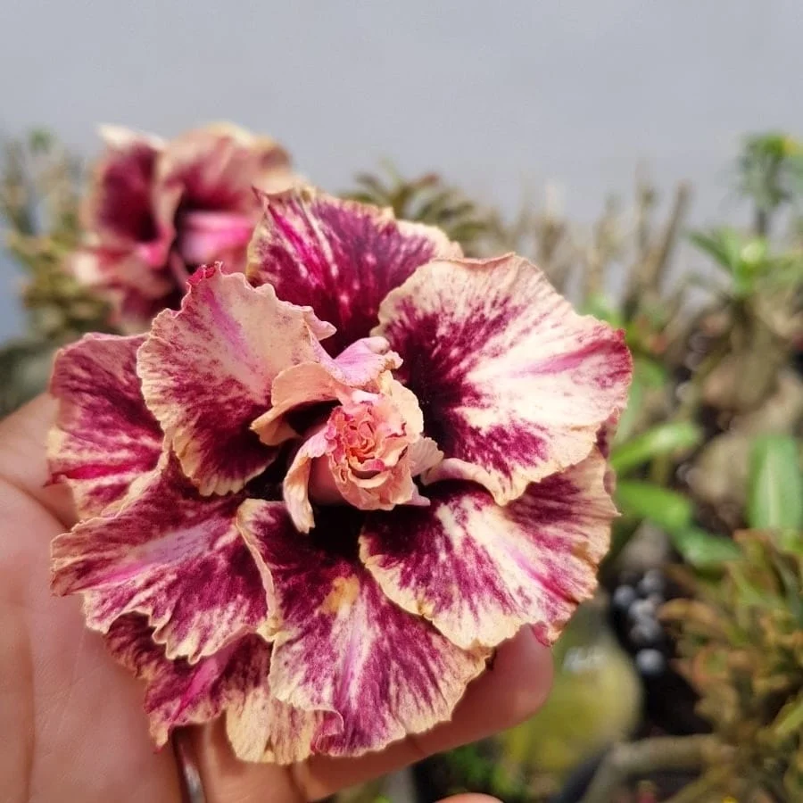 Adenium obesum 'Golden Years'