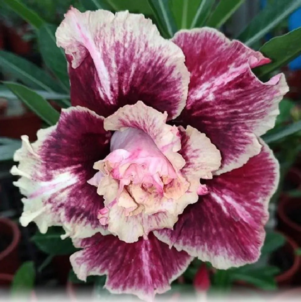 Adenium obesum 'Golden Years'