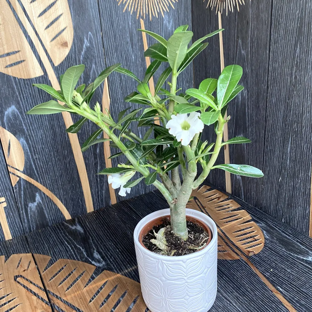 Adenium obesum 'India White'