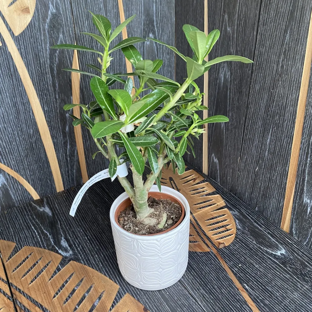 Adenium obesum 'India White'