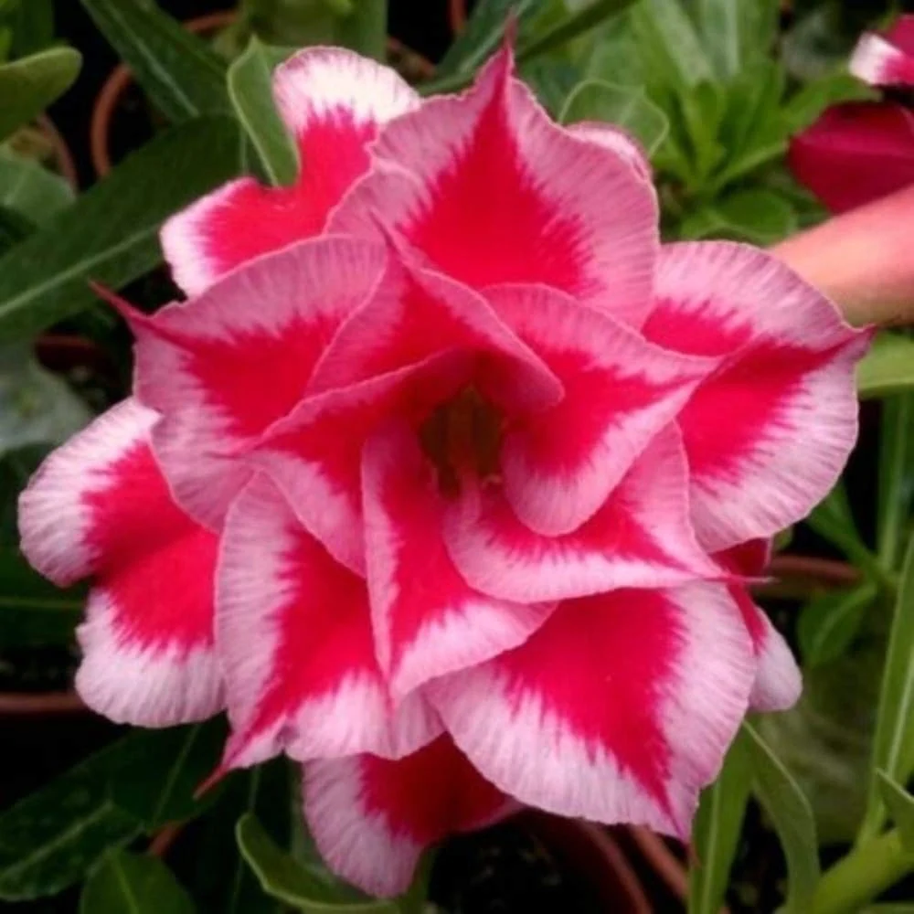 Adenium obesum 'Lotus'