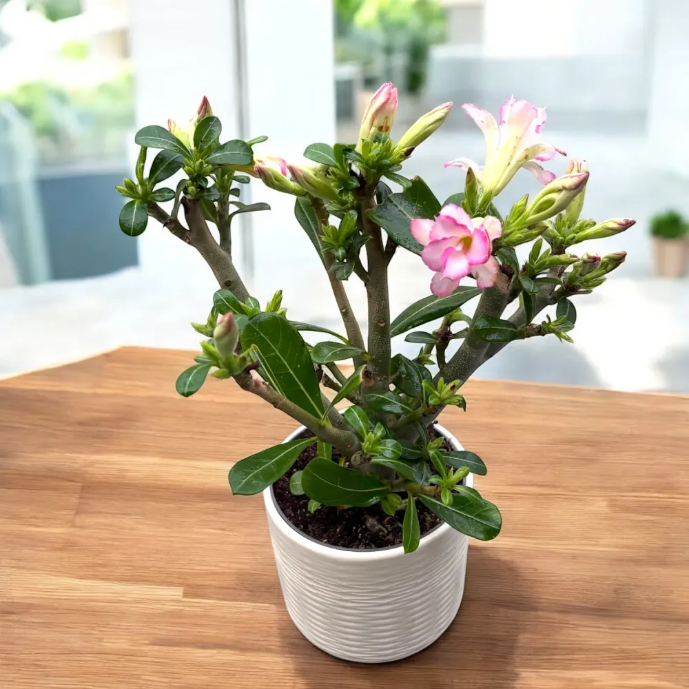 Adenium obesum 'Pink Star' (trandafirul desertului)