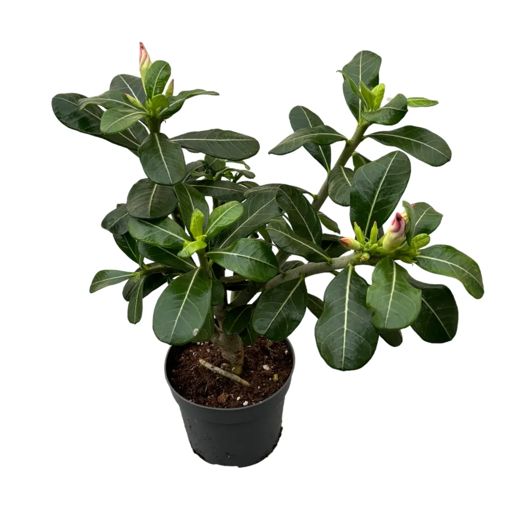 Adenium obesum 'Pink Star' (trandafirul desertului)