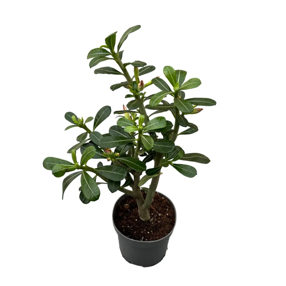 Adenium obesum 'Pink Star' (trandafirul desertului)