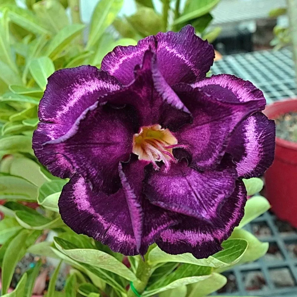 Adenium obesum 'Purple Halo'