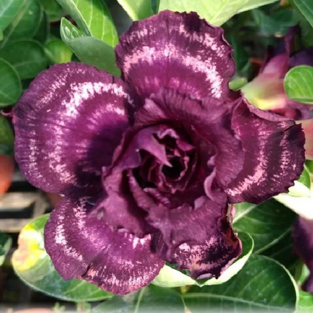 Adenium obesum 'Purple Halo'