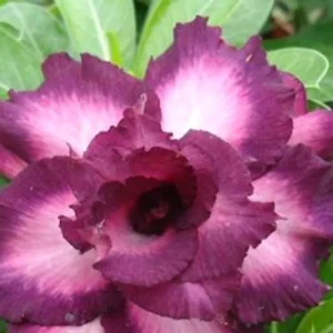Adenium Obesum 'Sapphire'