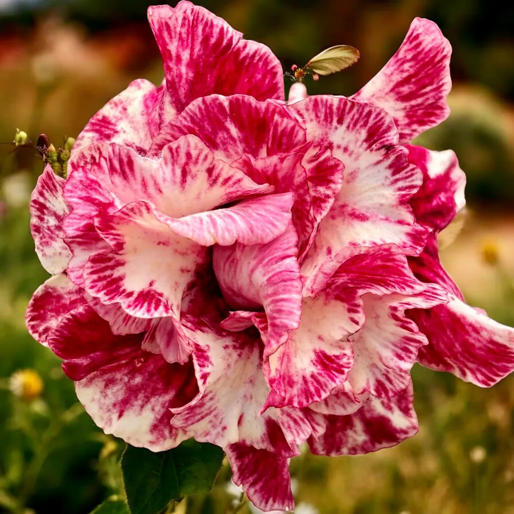 Adenium obesum 'Waltz'