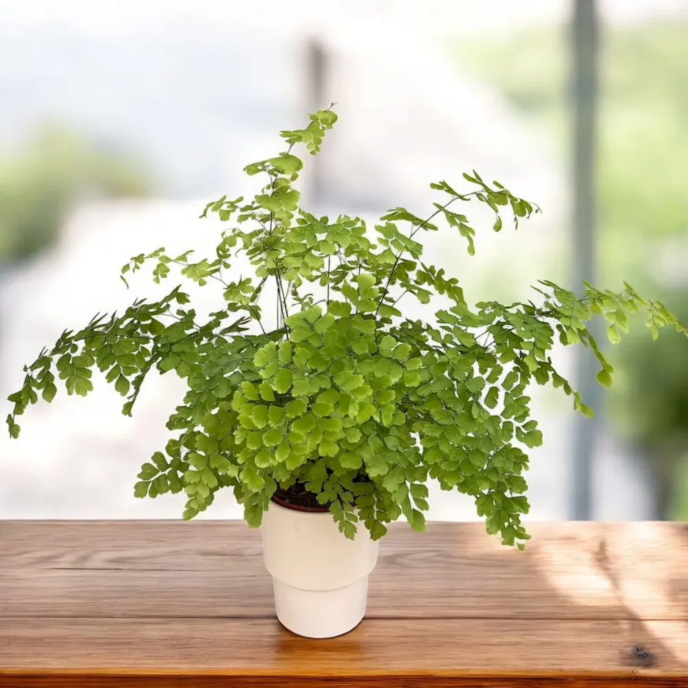 Adiantum raddianum ‘Fragrans’ – feriga delicata cu frunzis fin si aer tropical