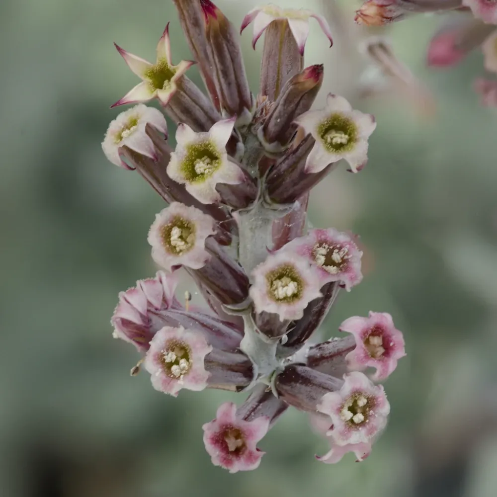 Adromischus cooperi
