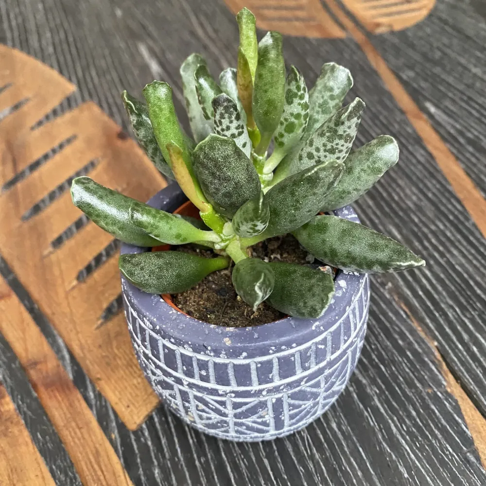 Adromischus cooperi 'Festivus' D6