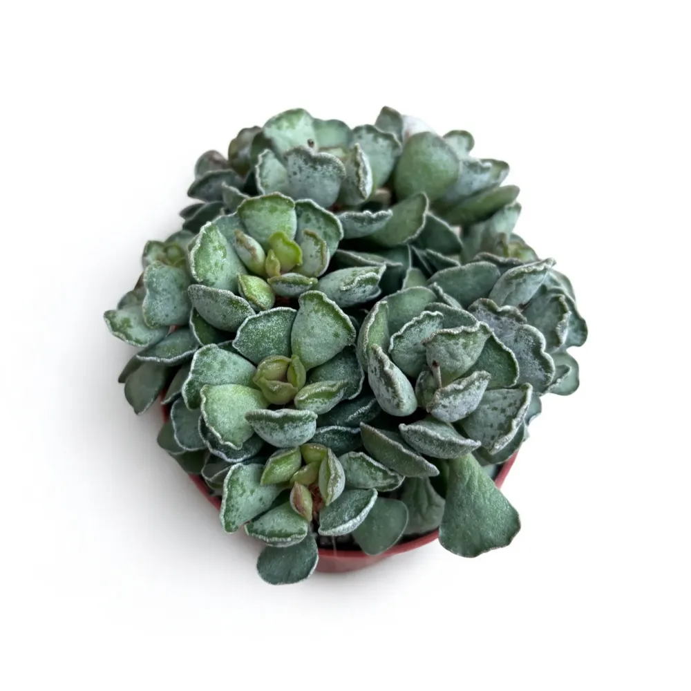 Adromischus Cristatus