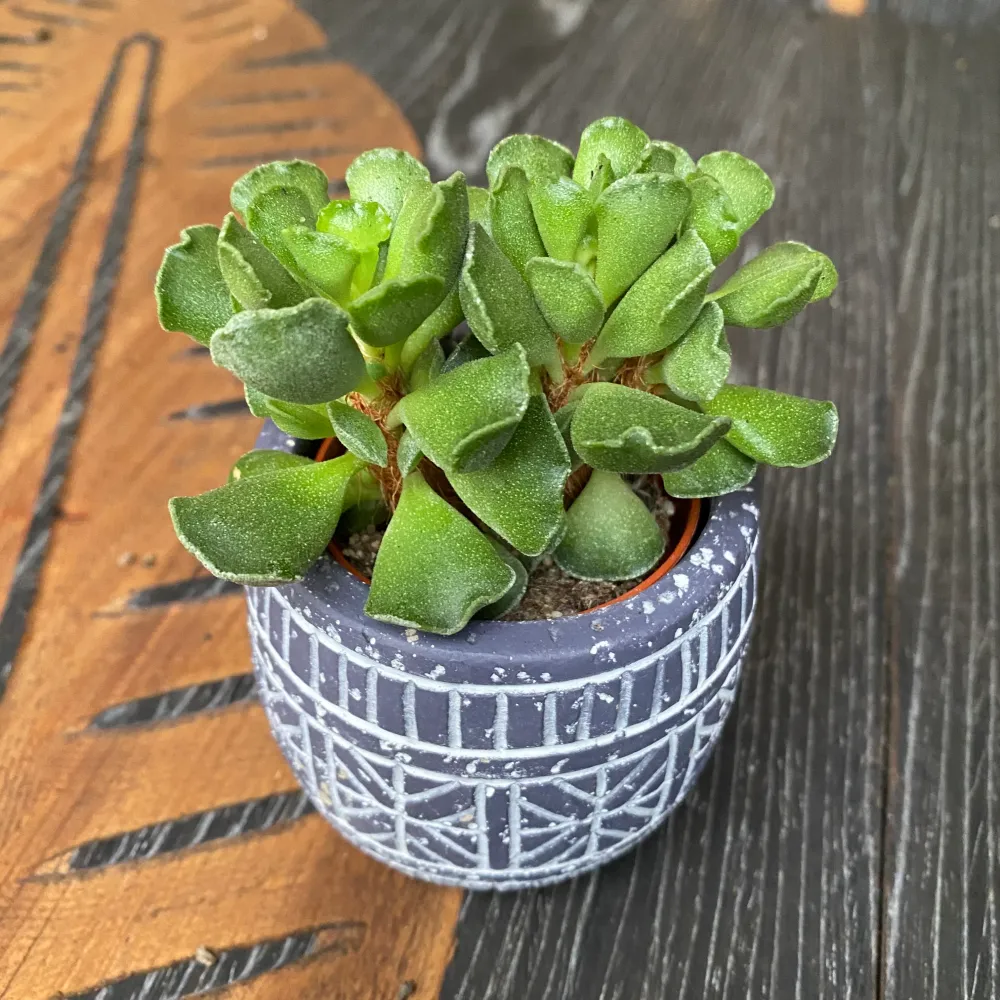 Adromischus cristatus