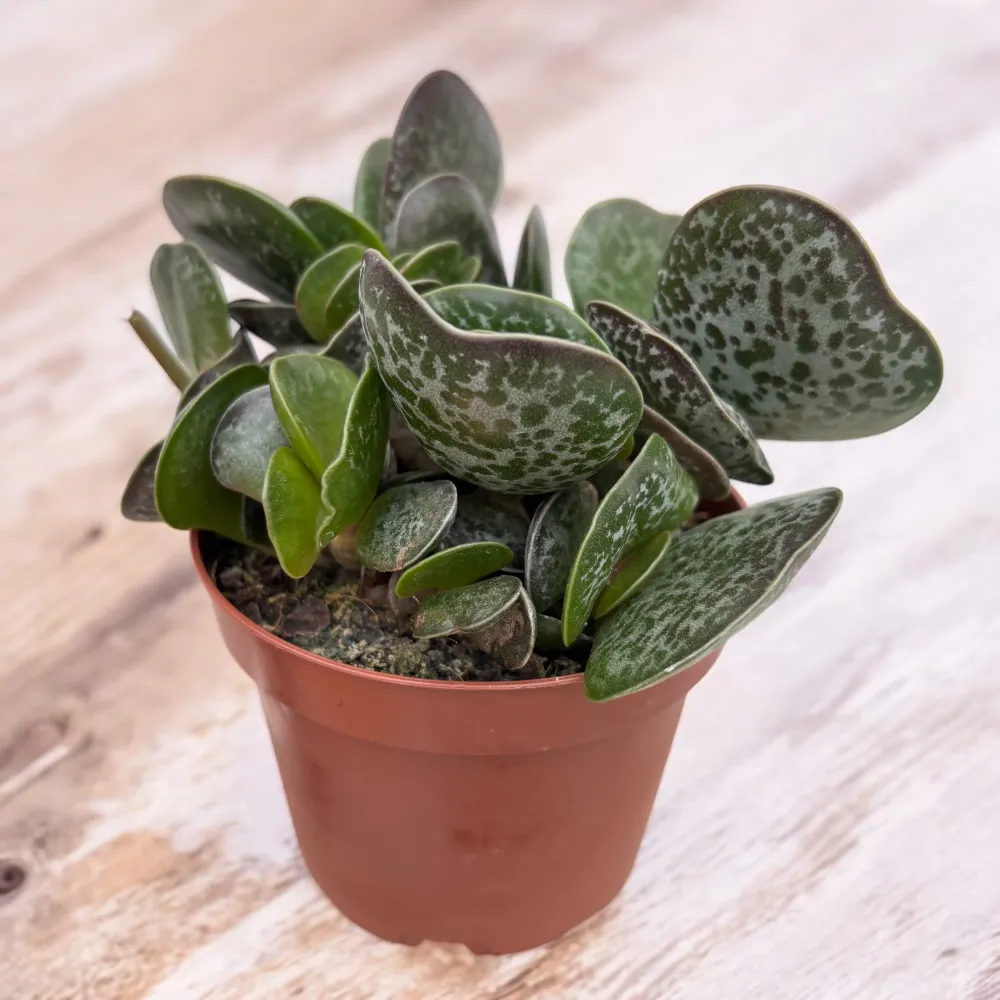 Adromischus maculatus