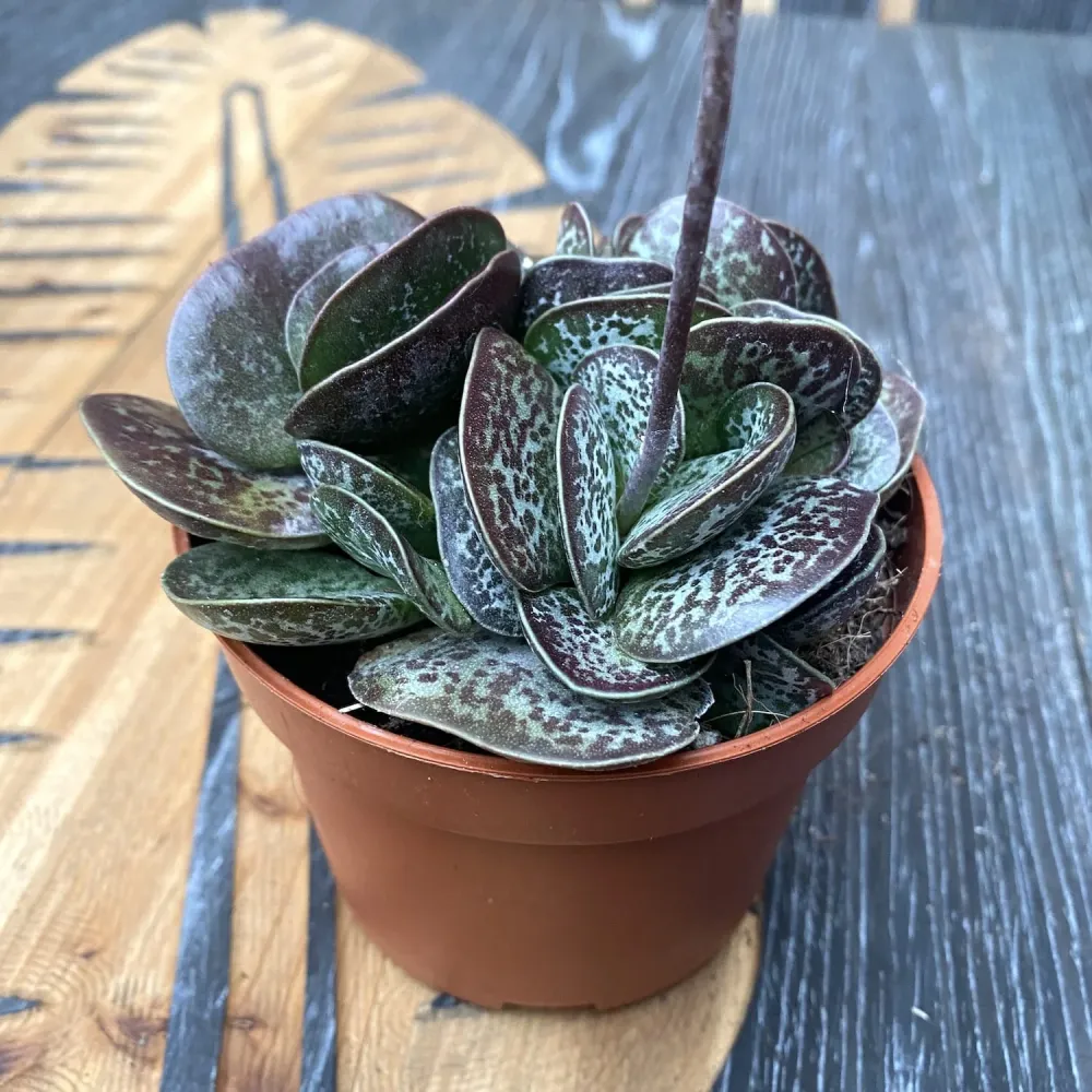 Adromischus maculatus ‘Trigynus’
