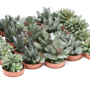 Adromischus mix