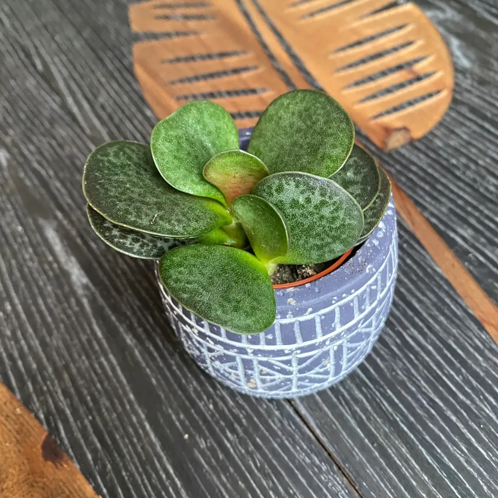 Adromischus trigynus