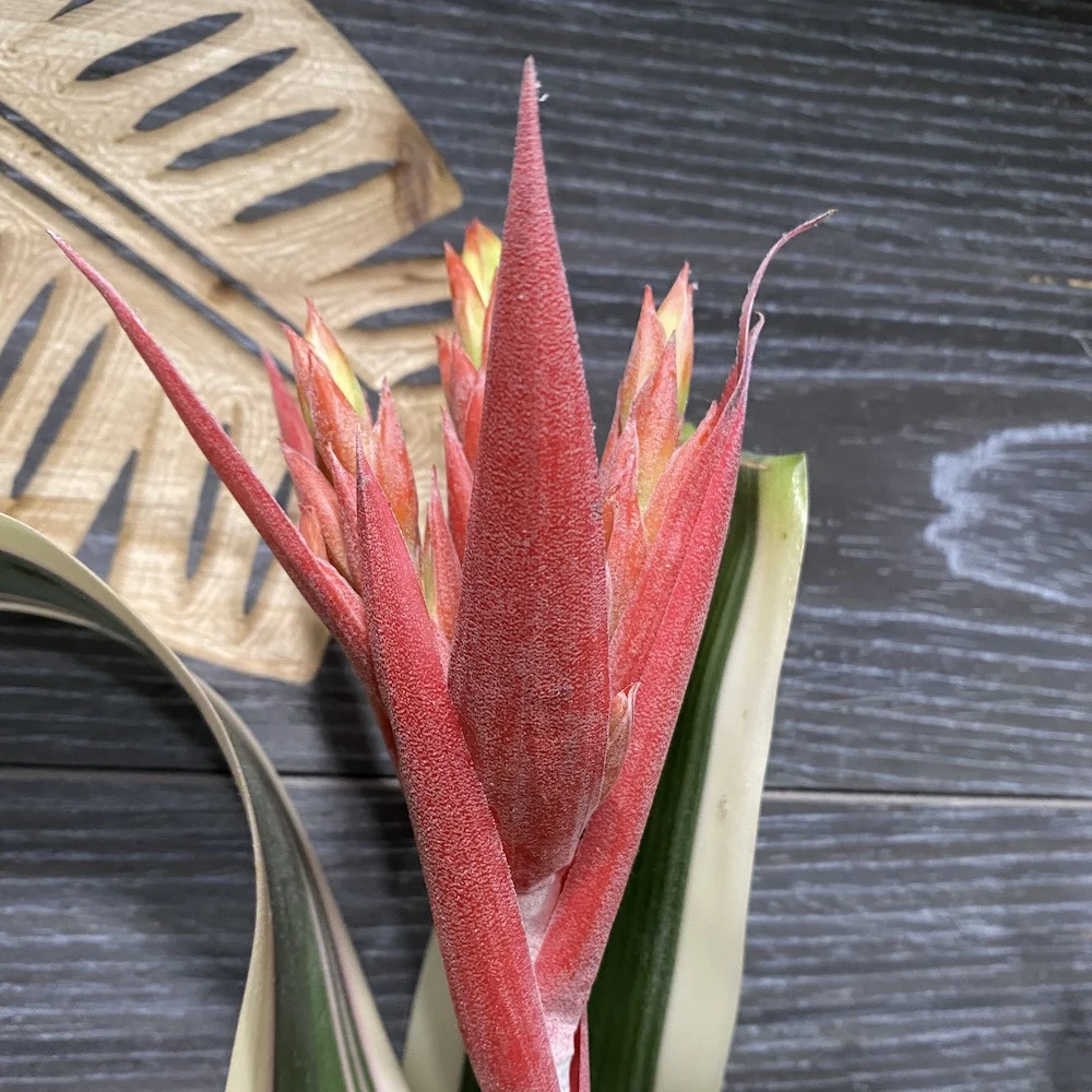Aechmea Brasil - frunze variegate
