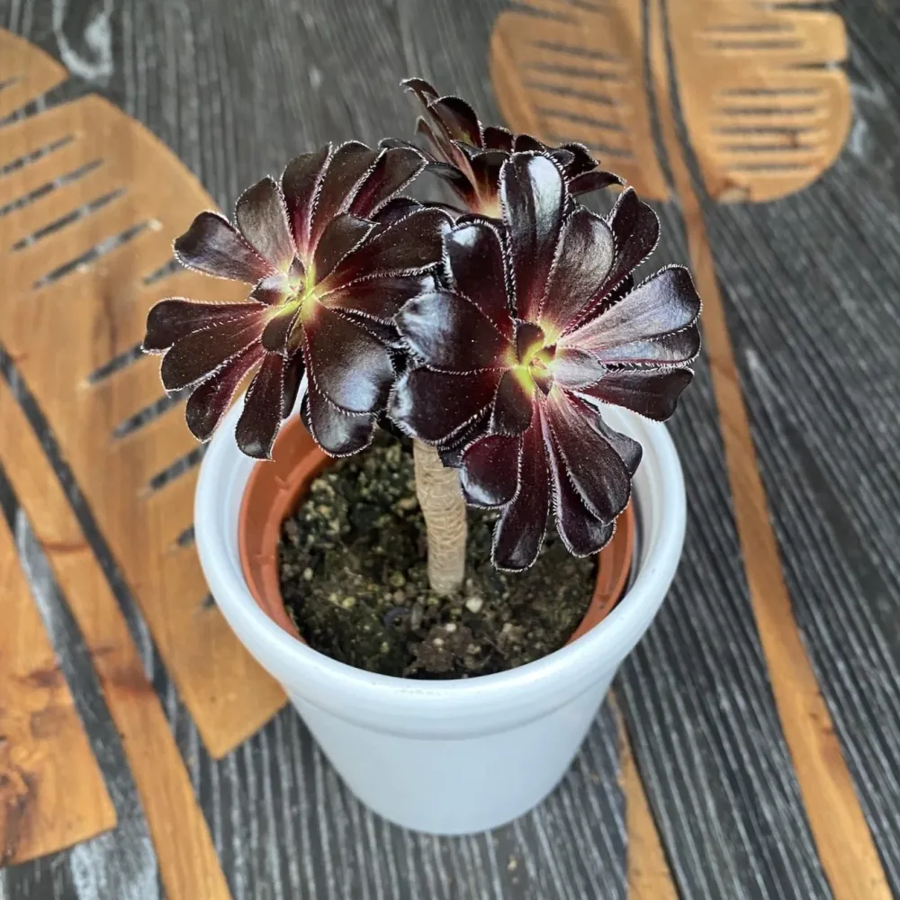 Aeonium arboreum 'Atropurpureum' (Black Rose)